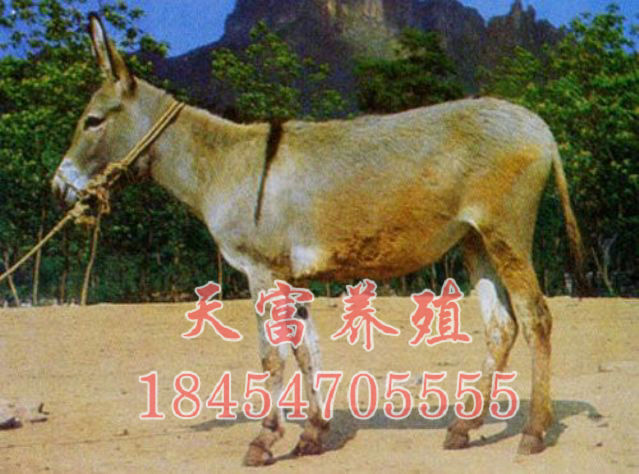 點擊查看詳細信息<br>标題：華北(běi)驢 閱讀次數：2444